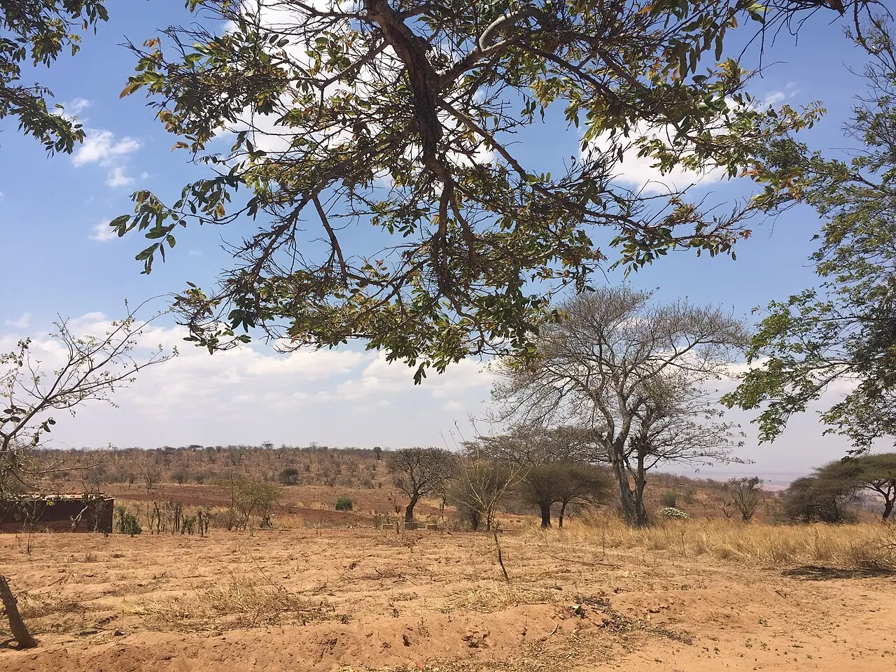Drought in the Kongwa District, Dodoma Region, Tanzania, East Africa — photo d’illustration (sécheresse)