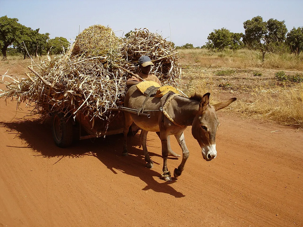 Âne au Burkina Faso — illustration