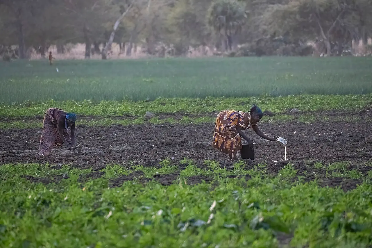 2025 Chad Women working on agricultural land — photo d’illustration (agriculture)