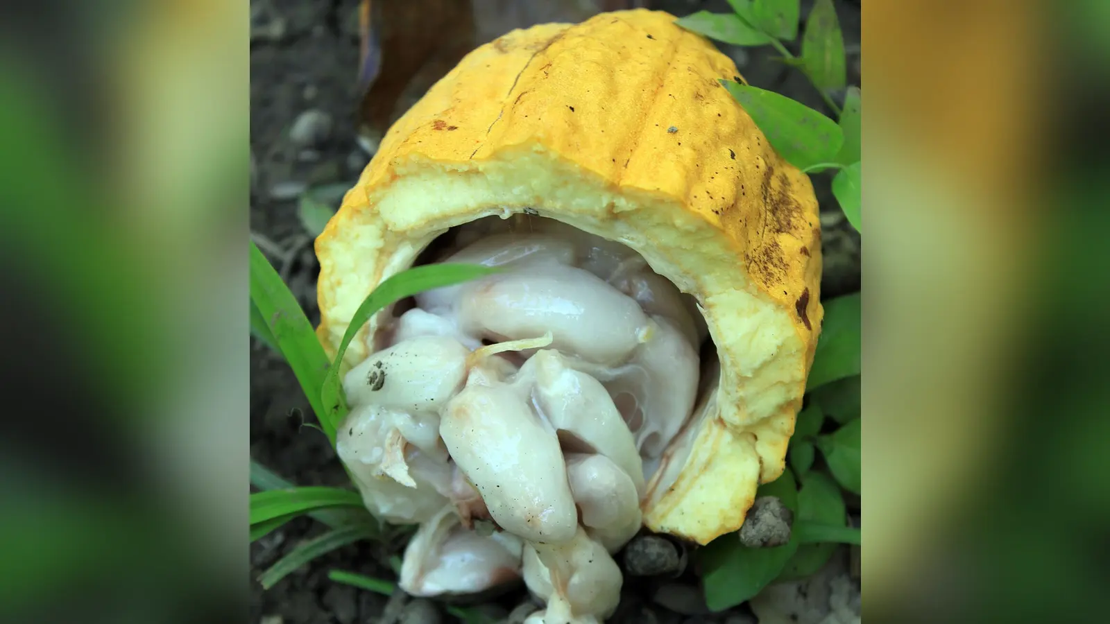 Cacao — illustration thématique