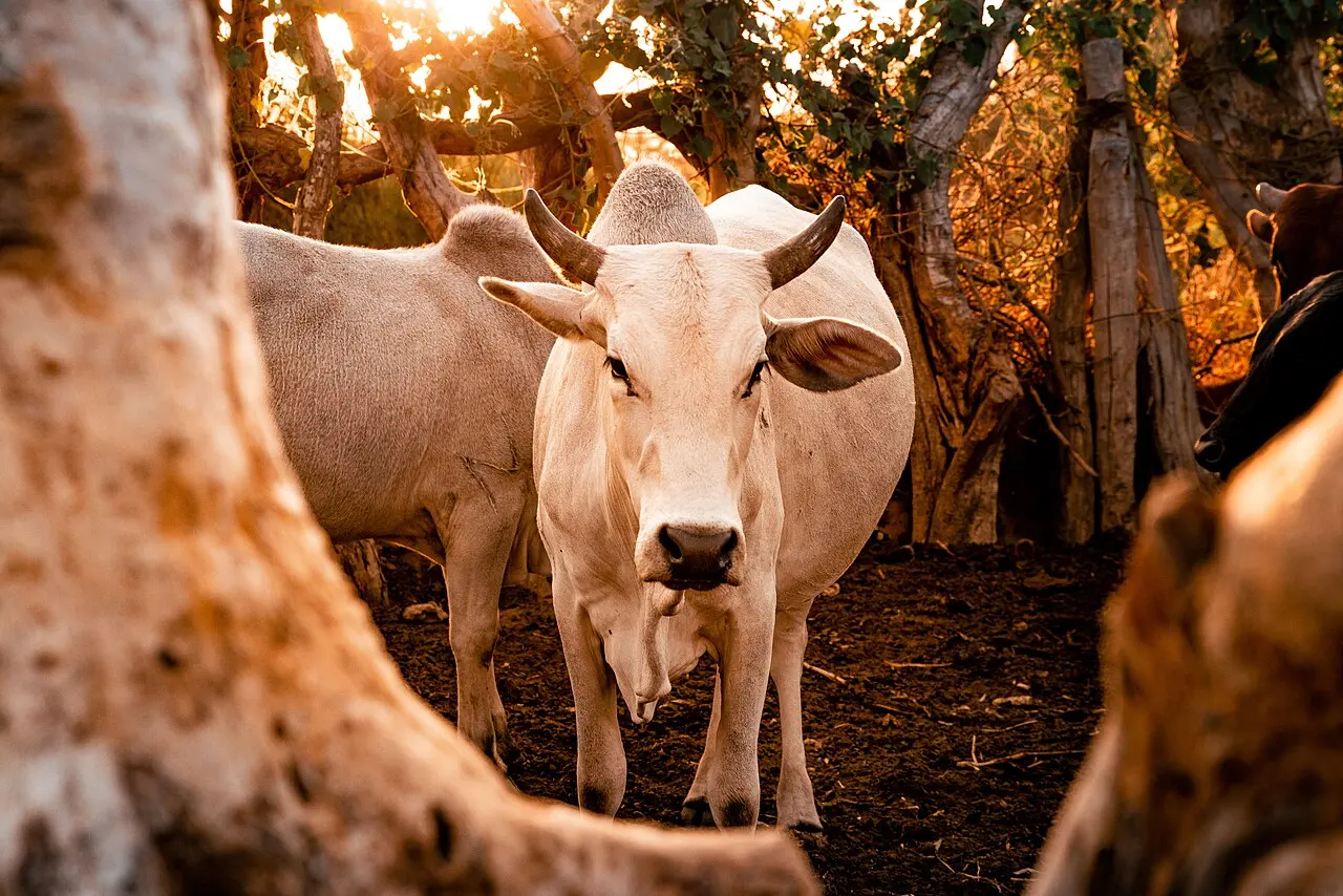 Domestic Livestock Tanzania — photo d’illustration (élevage)