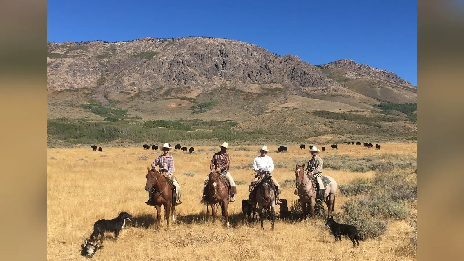 Michael Mori, Chad Sestanovich, Sam and Quinn Mori saddled and checking livestock and range conditions on the Mori Allotment (30472773260) — photo d’illustration (élevage)