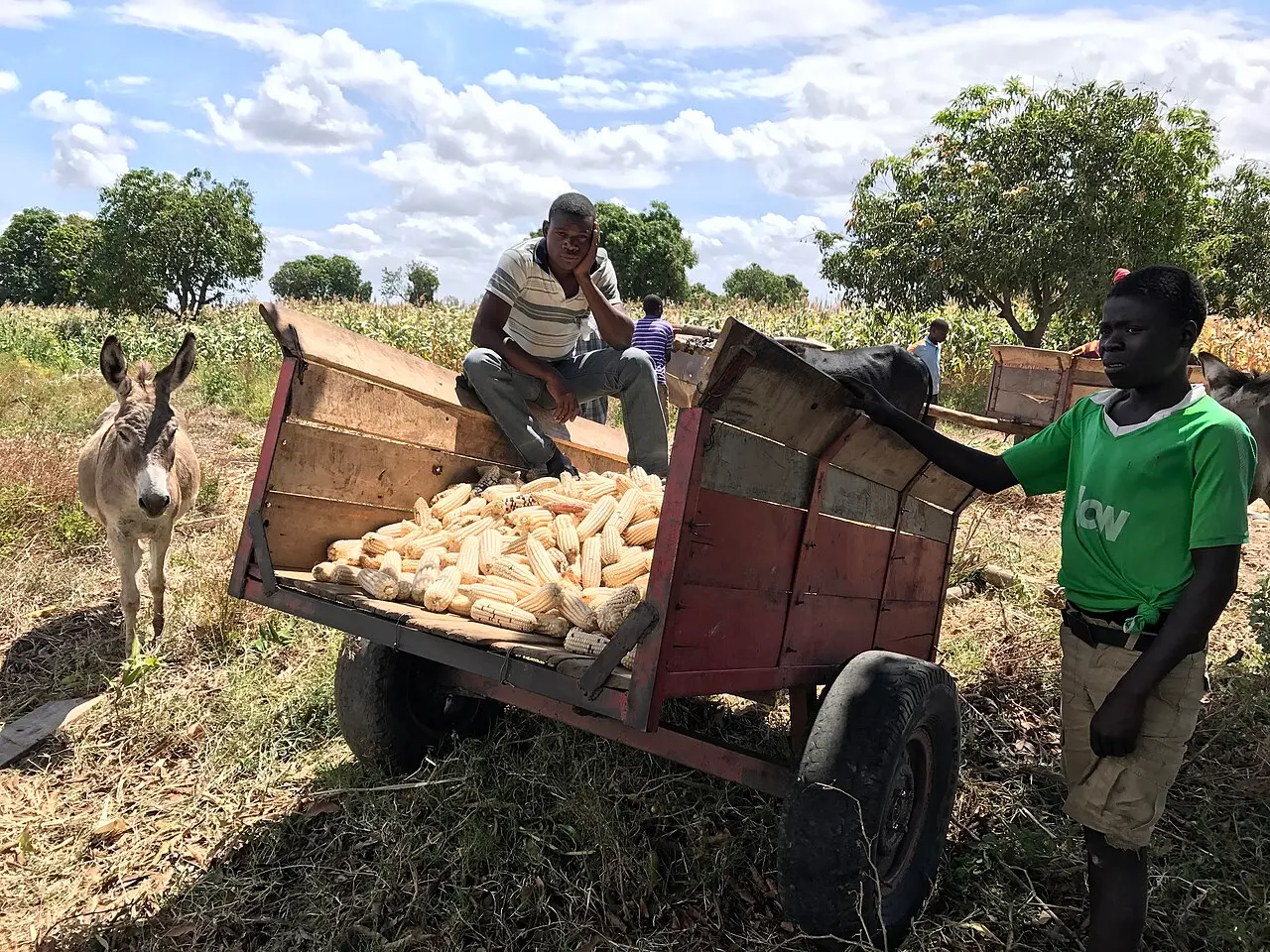 Harvesting in Chikhwawa Malawi — photo d’illustration (agriculture)