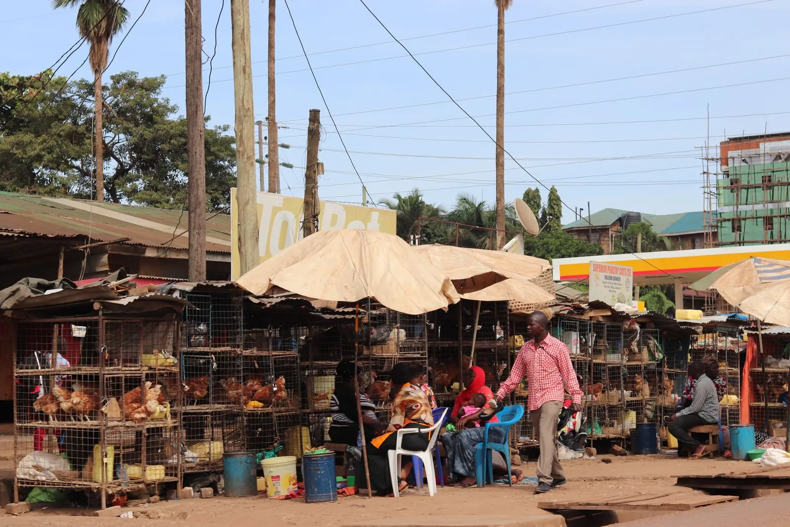 Ivory Coast organises animal and fisheries sectors