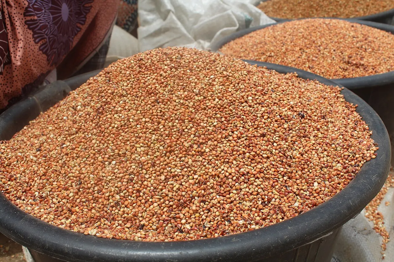 Guinea corn at monday market kaduna state 02 — photo d’illustration (marchés et commerce)