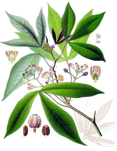 Manioc — illustration