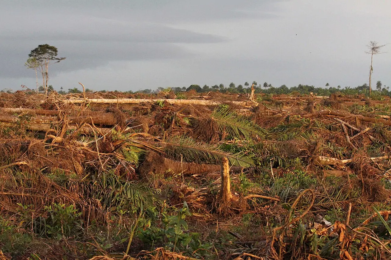 Deforestation in Sierra Leone — photo d’illustration (forêts et faune)