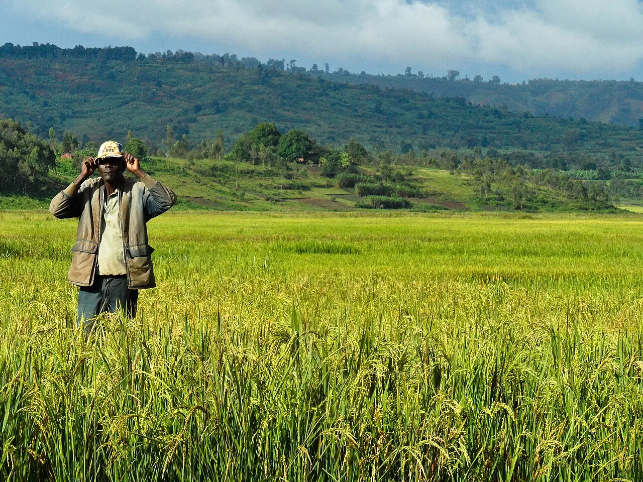 Rice farm - Burundi (1) — photo d’illustration (agriculture)
