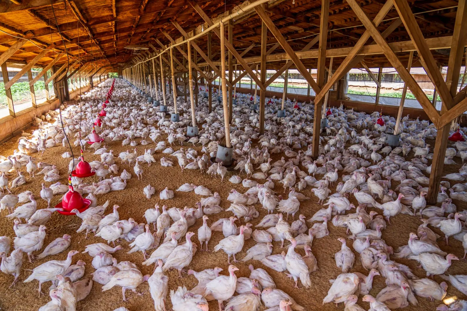 Poulets élevés en nombre dans un vaste bâtiment avicole — photo d’illustration (banque d’images)