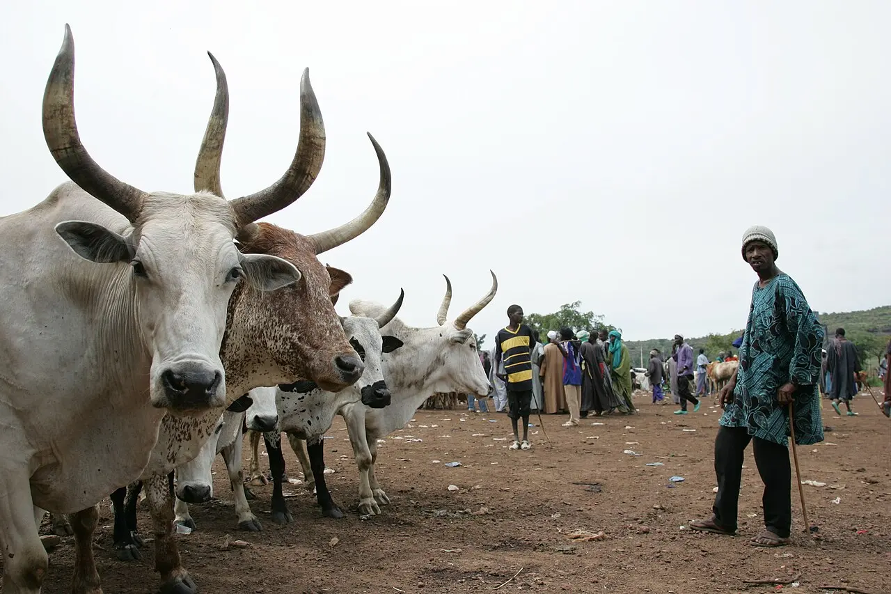 Livestock market in Mali — photo d’illustration (élevage)