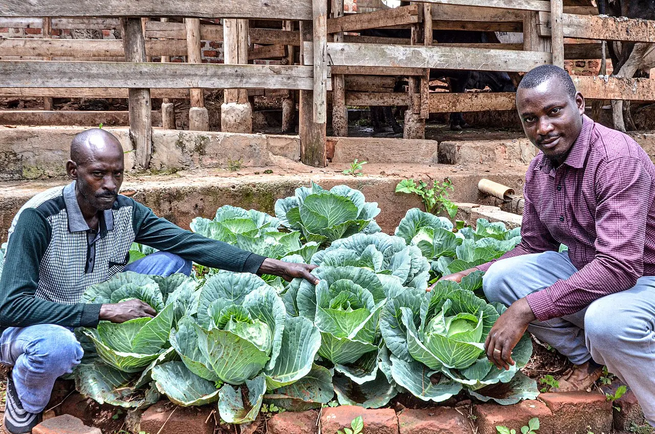 Hail destroys crops and cuts roads in Uganda