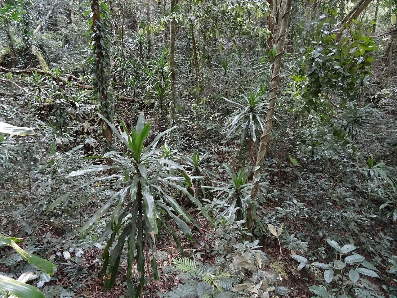 Afromontane forest - Ribaue (9798737026) — photo d’illustration (forêts et faune)