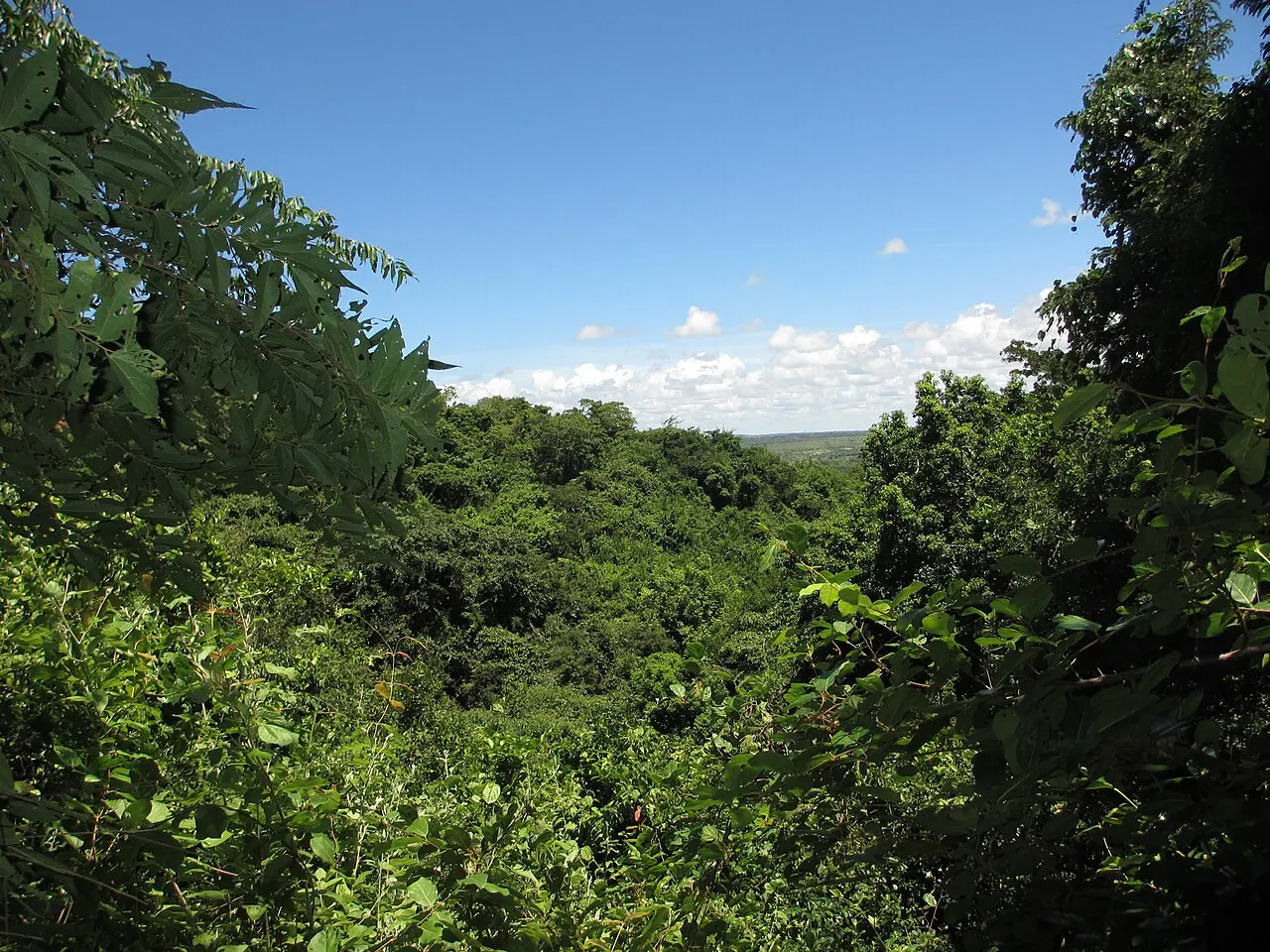 Dense forest in doline (9710746328) — photo d’illustration (forêts et faune)