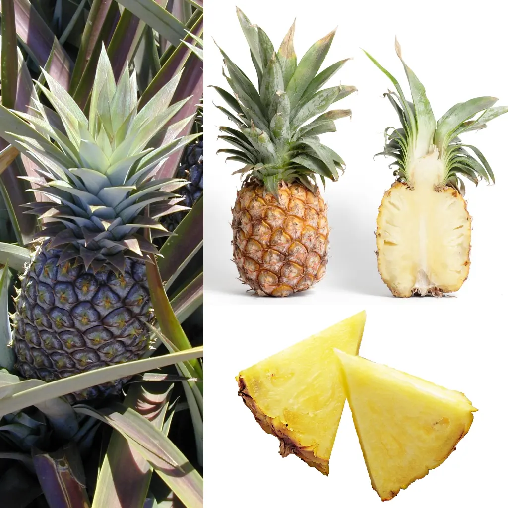Ananas — illustration