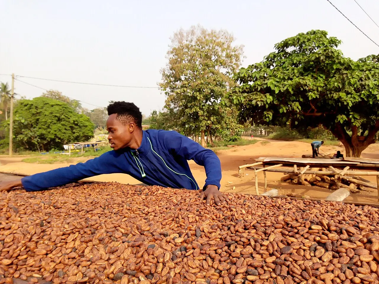 A cocoa farm in Ghana — photo d’illustration (agriculture)