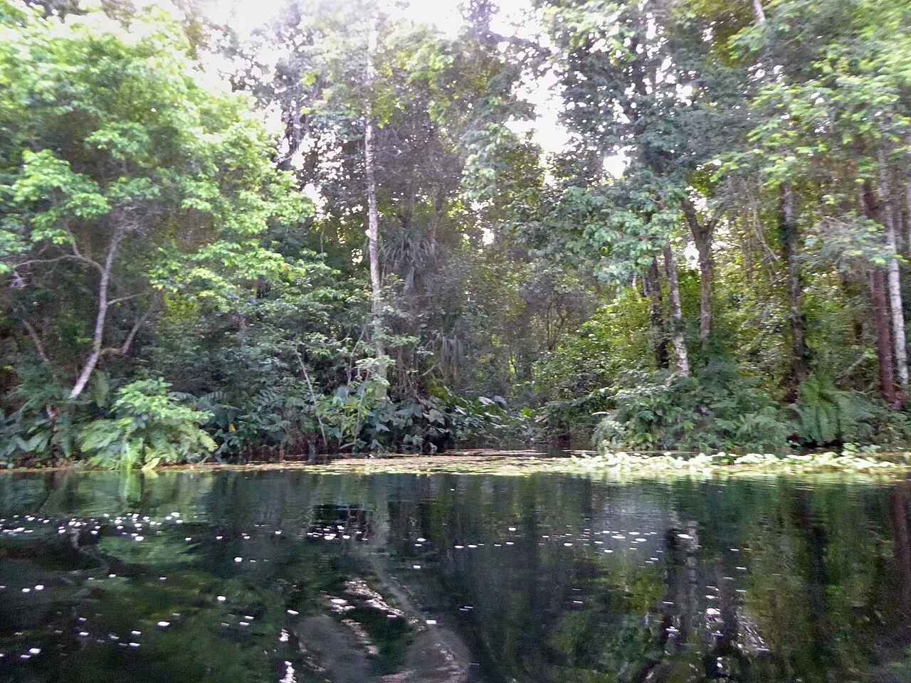 Flooded vegetation in the Black Forest, Republic of the Congo — photo d’illustration (inondations)