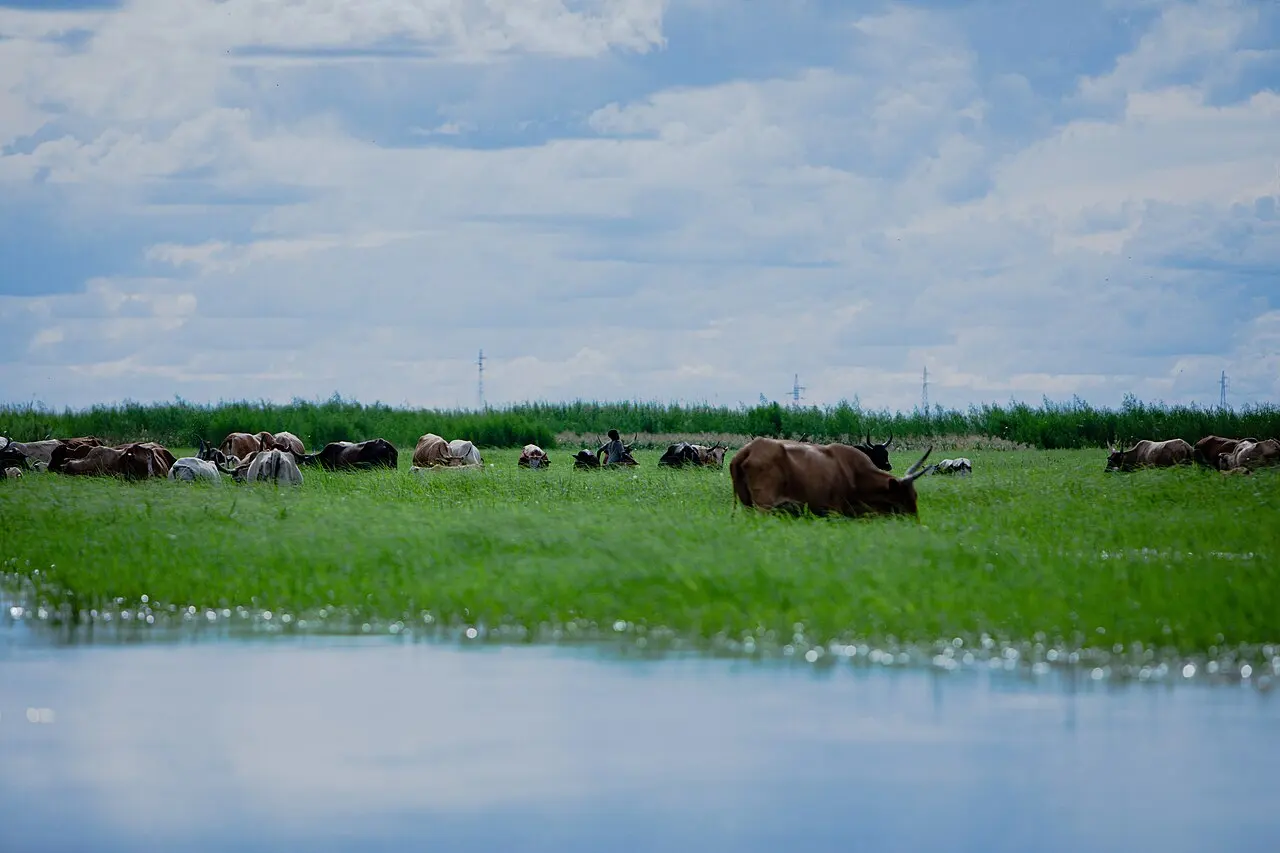Boy running through a herd of cattle on the Barotse floodplain — photo d’illustration (élevage)