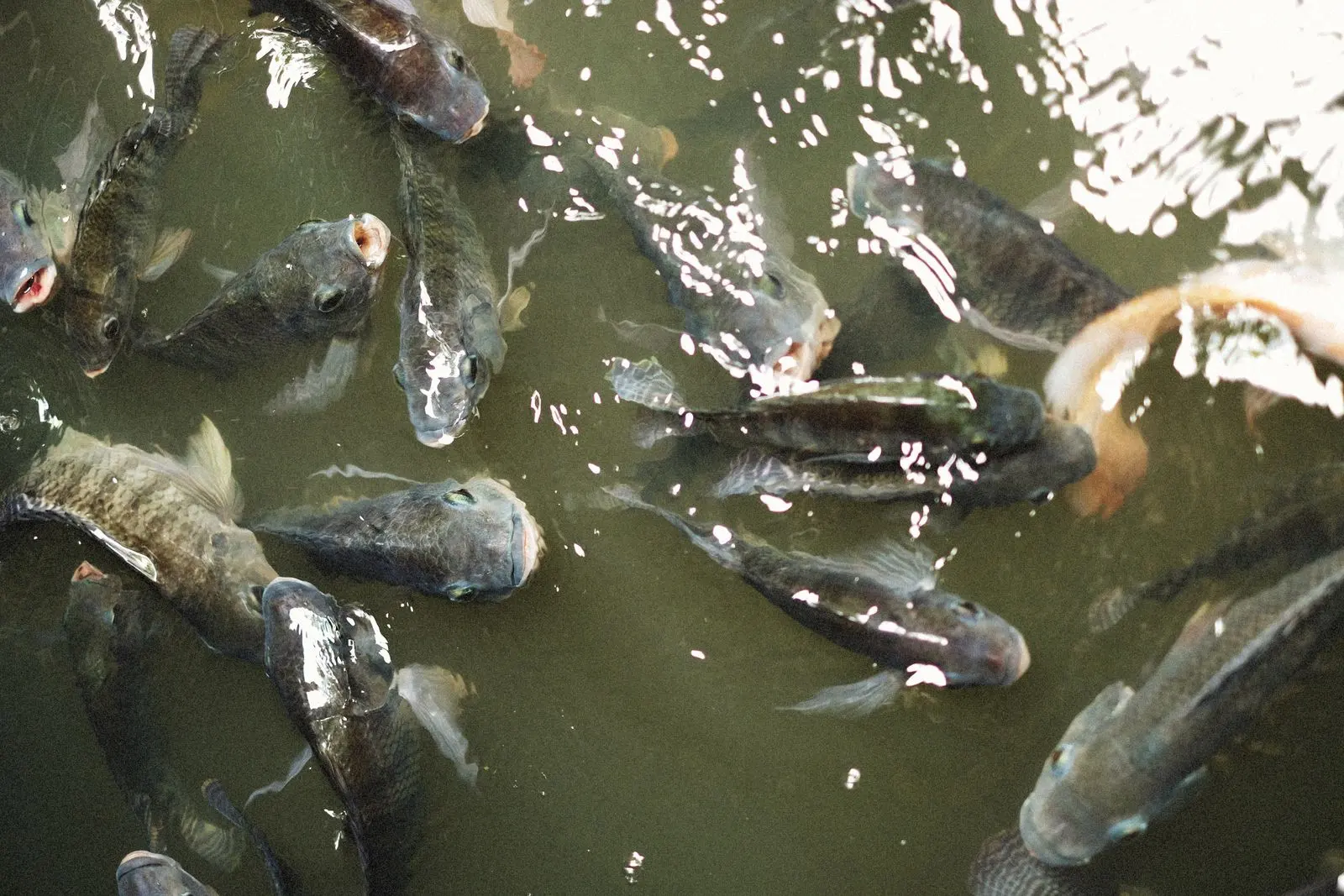 Des poissons élevés dans un bassin d’aquaculture — photo d’illustration (banque d’images)
