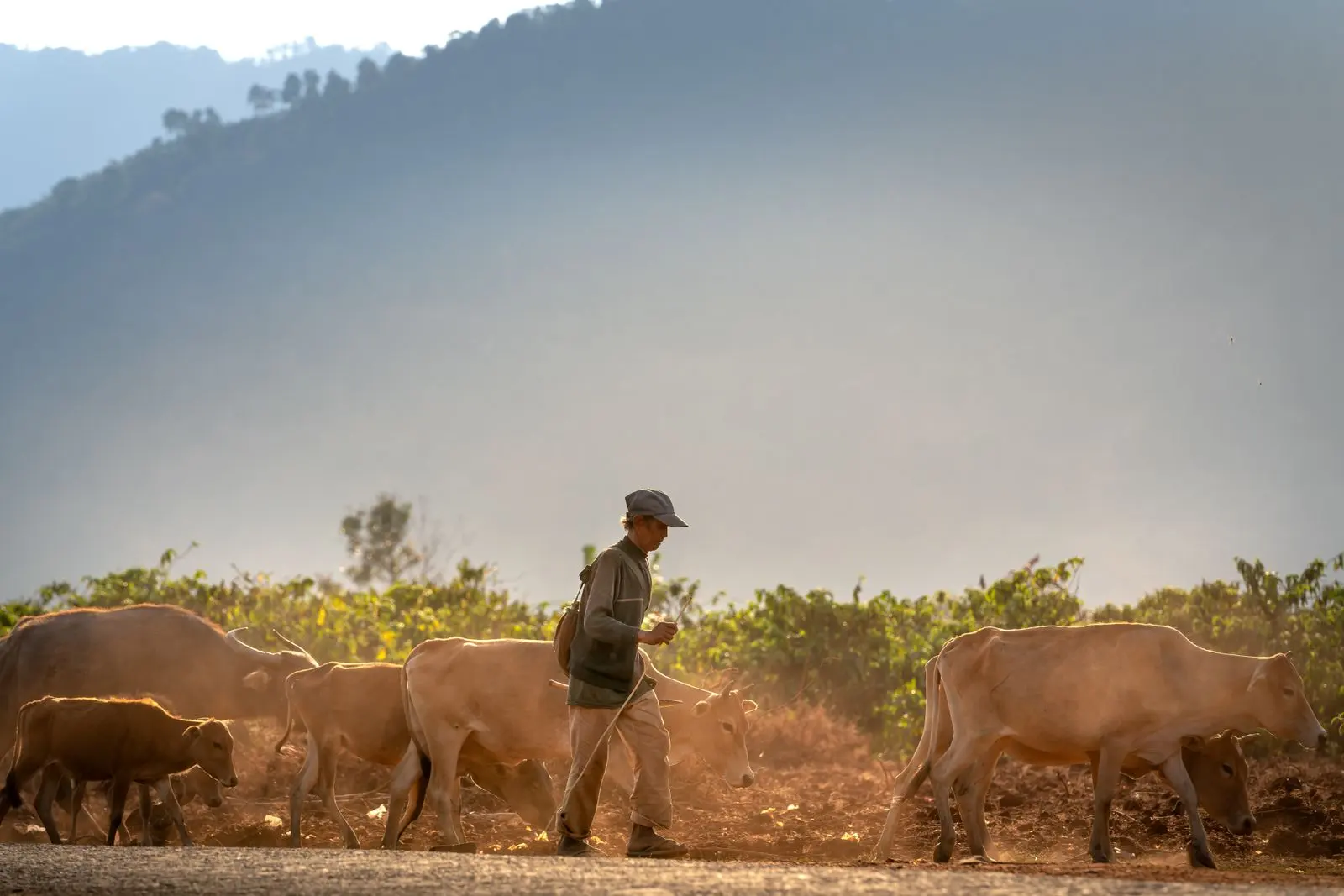 Un éleveur guide son troupeau dans un paysage rural — photo d’illustration (banque d’images)