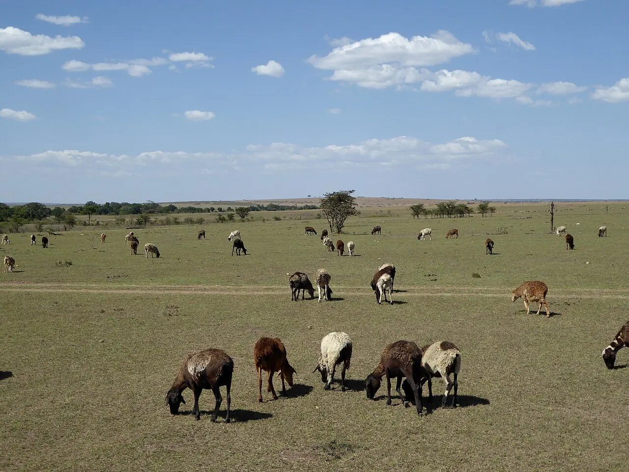 Livestock (37362018332) — photo d’illustration (élevage)