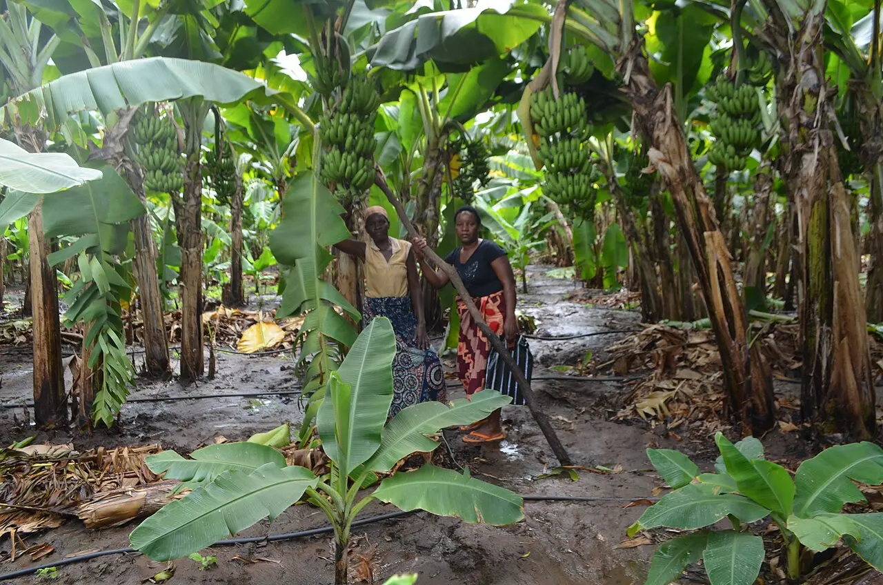Banana farmers of Chiawa, Zambia — photo d’illustration (agriculture)
