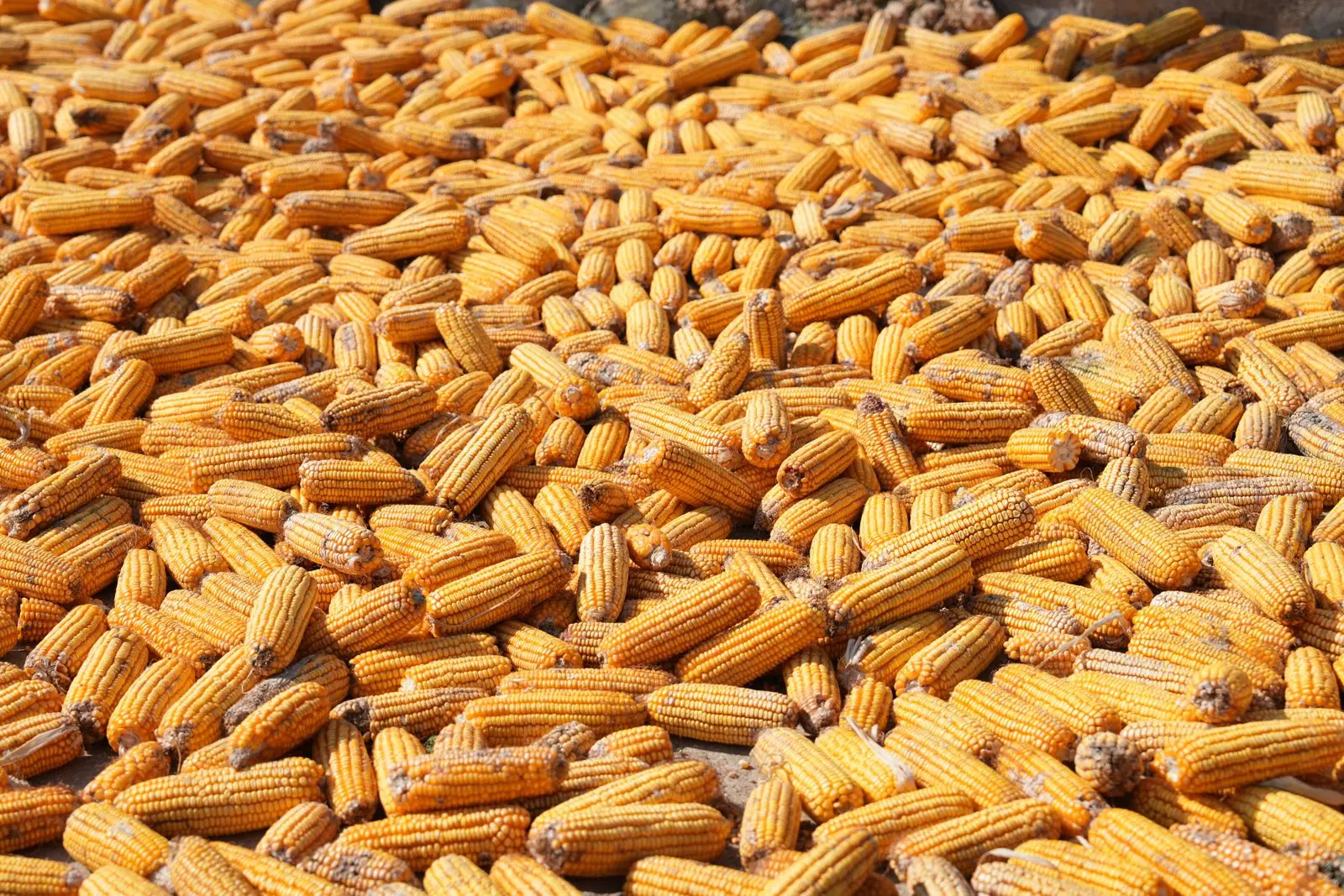 South Africa’s maize harvest reaches 17.69 million tonnes