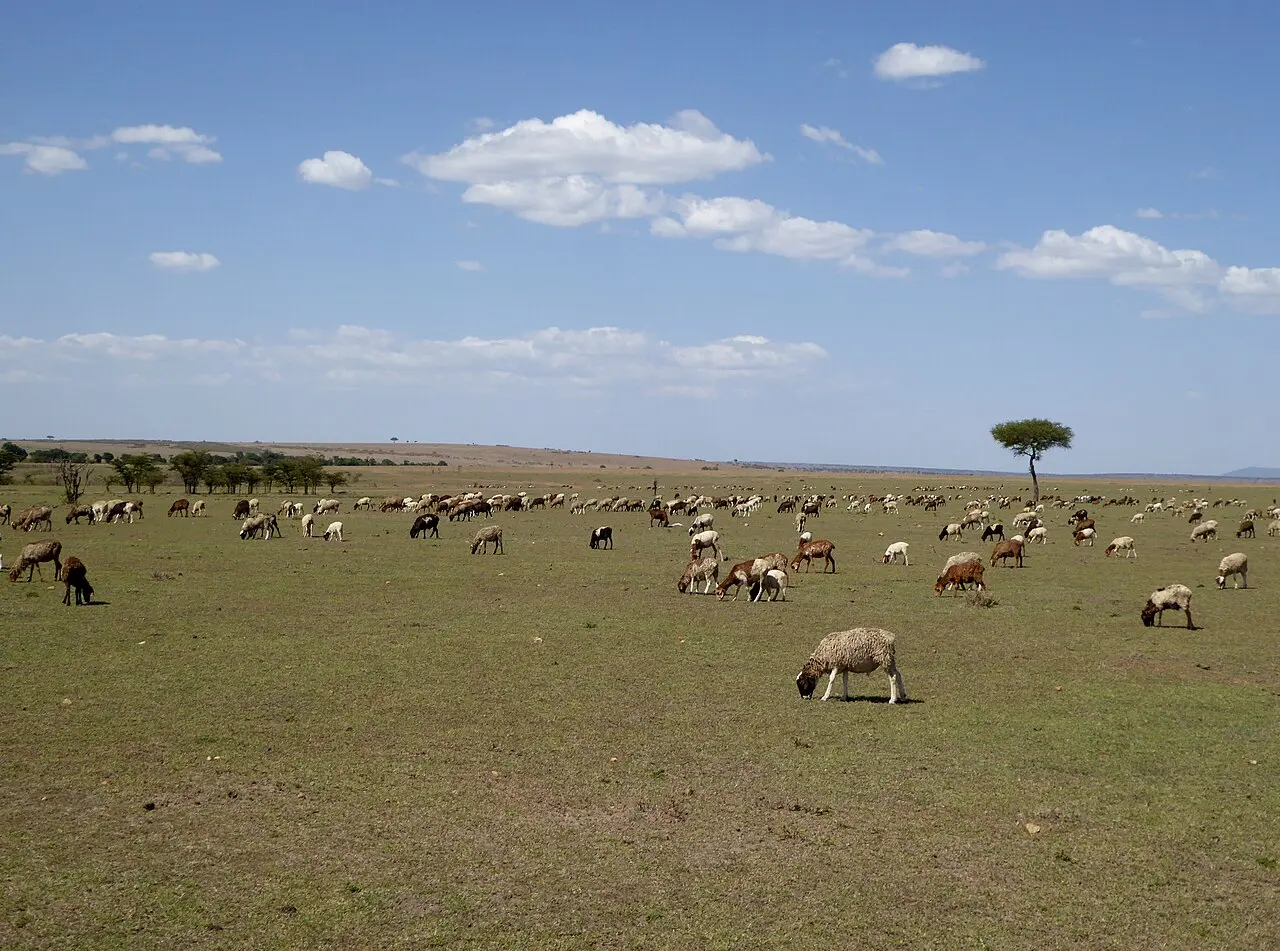 Livestock (23540346568) — photo d’illustration (élevage)