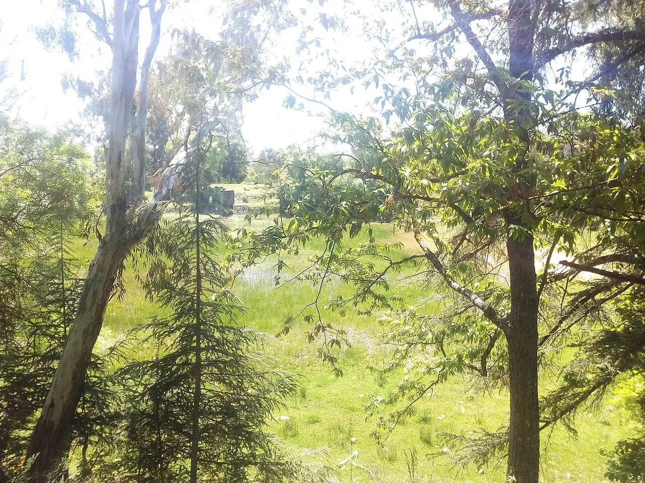 Forest Djbel el wahche (Constantine, Algeria) — photo d’illustration (forêts et faune)