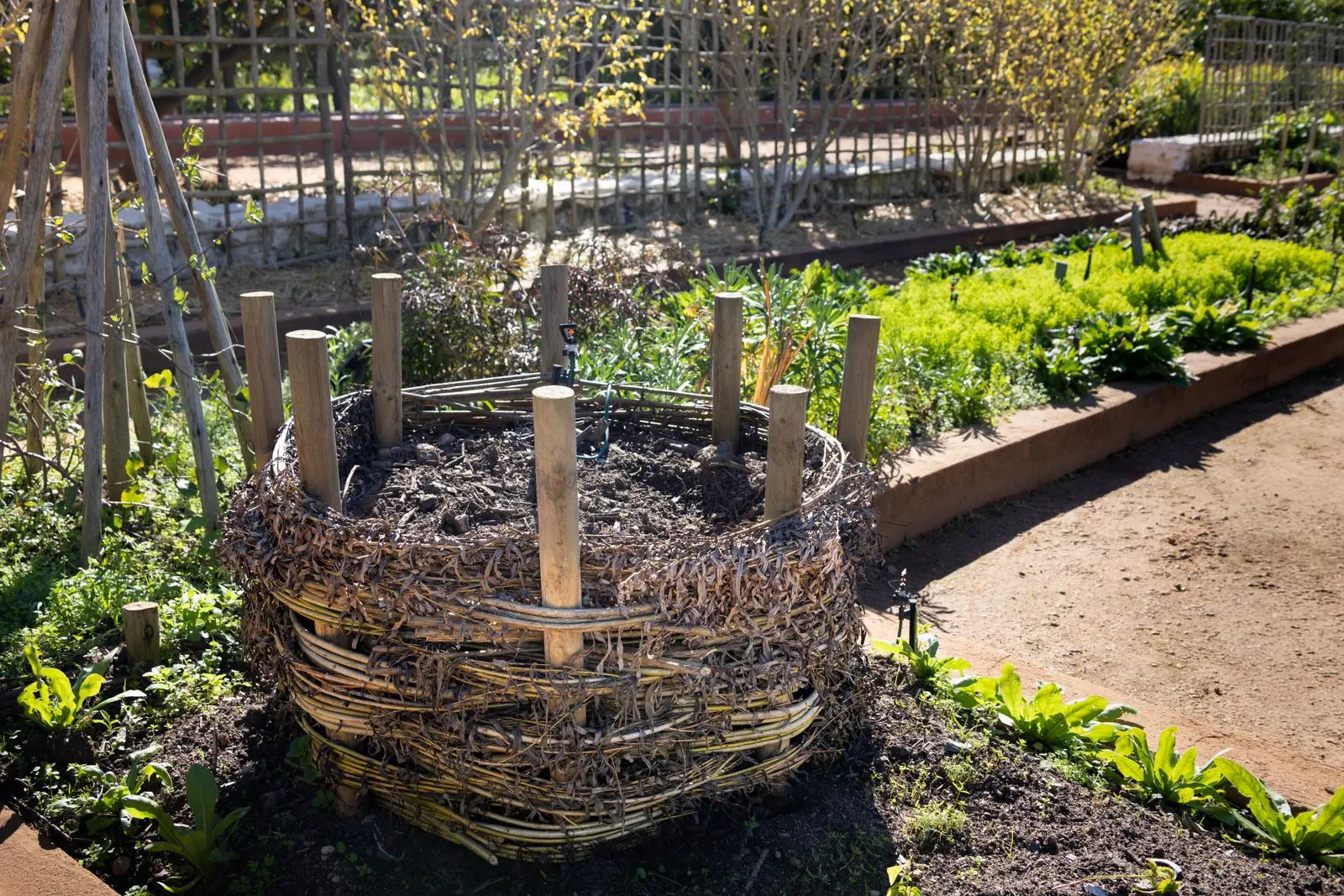 Bac à compost tressé au milieu d’un jardin verdoyant — photo d’illustration (banque d’images)