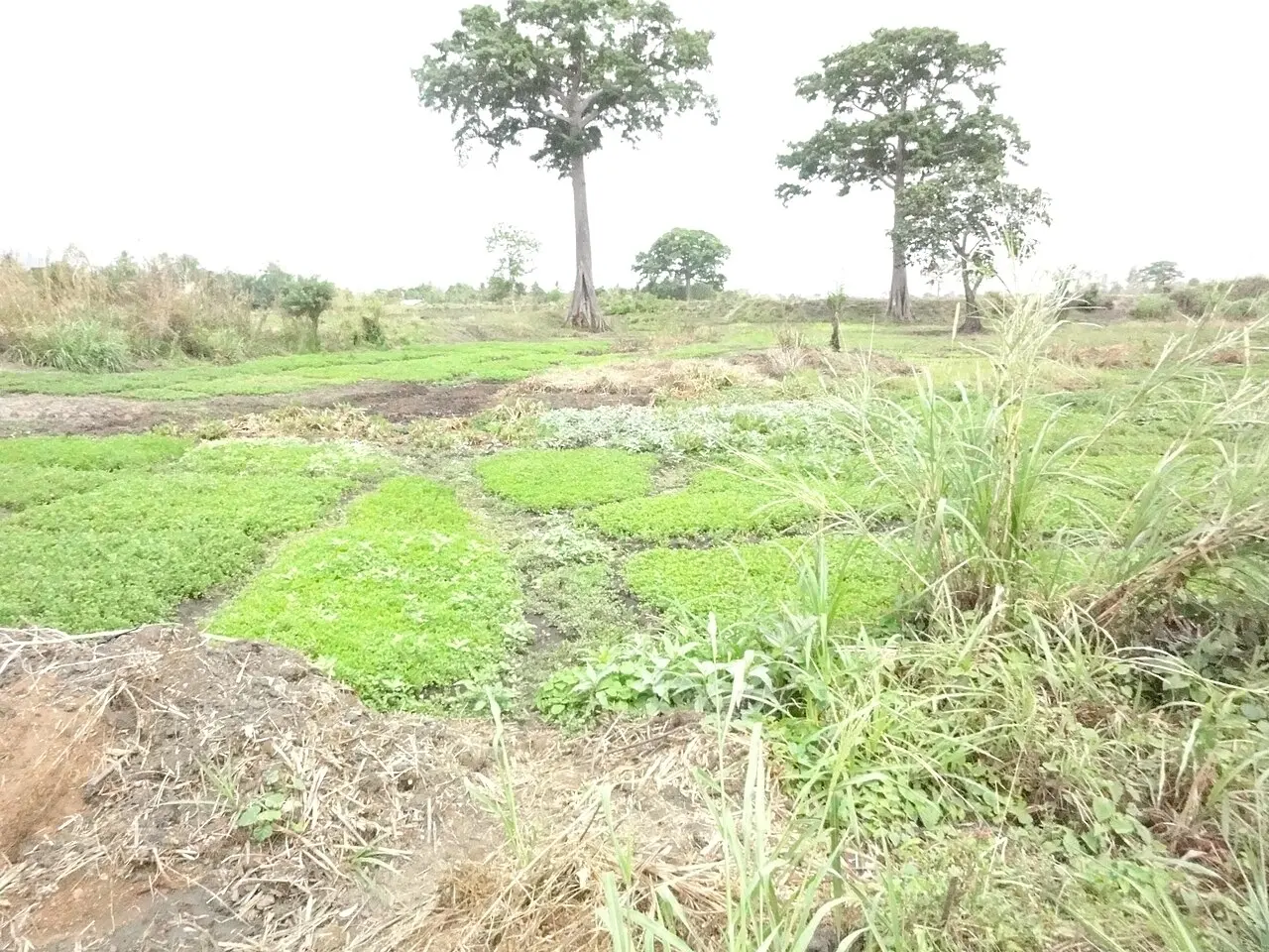 Agriculture in inland valleys in Togo - panoramio — photo d’illustration (agriculture)