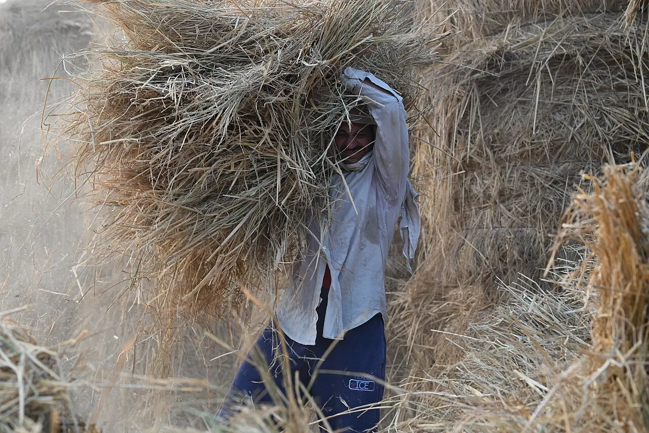 The Weight of Harvest A Farmer’s Daily Ritual in Rural Egypt — photo d’illustration (agriculture)