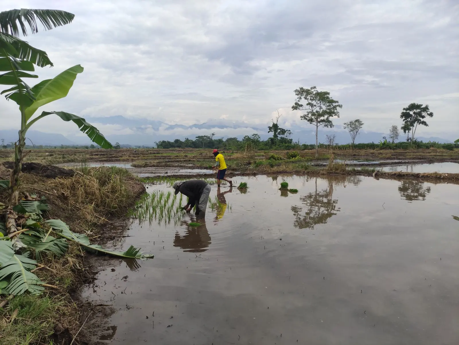 Burundi cooperative combines rice and fish farming
