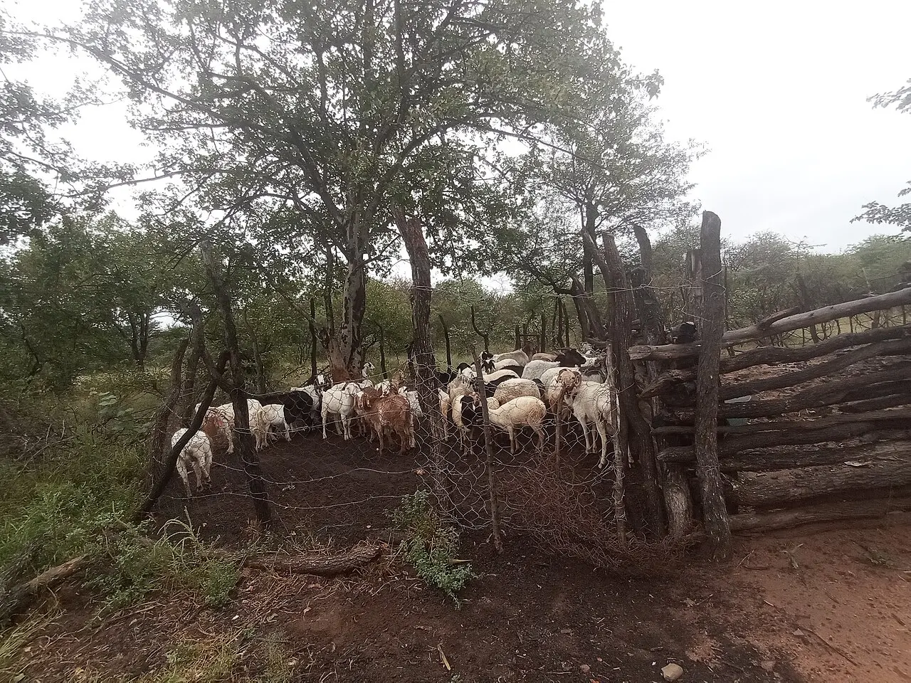 Goats and sheep kraals — photo d’illustration (élevage)