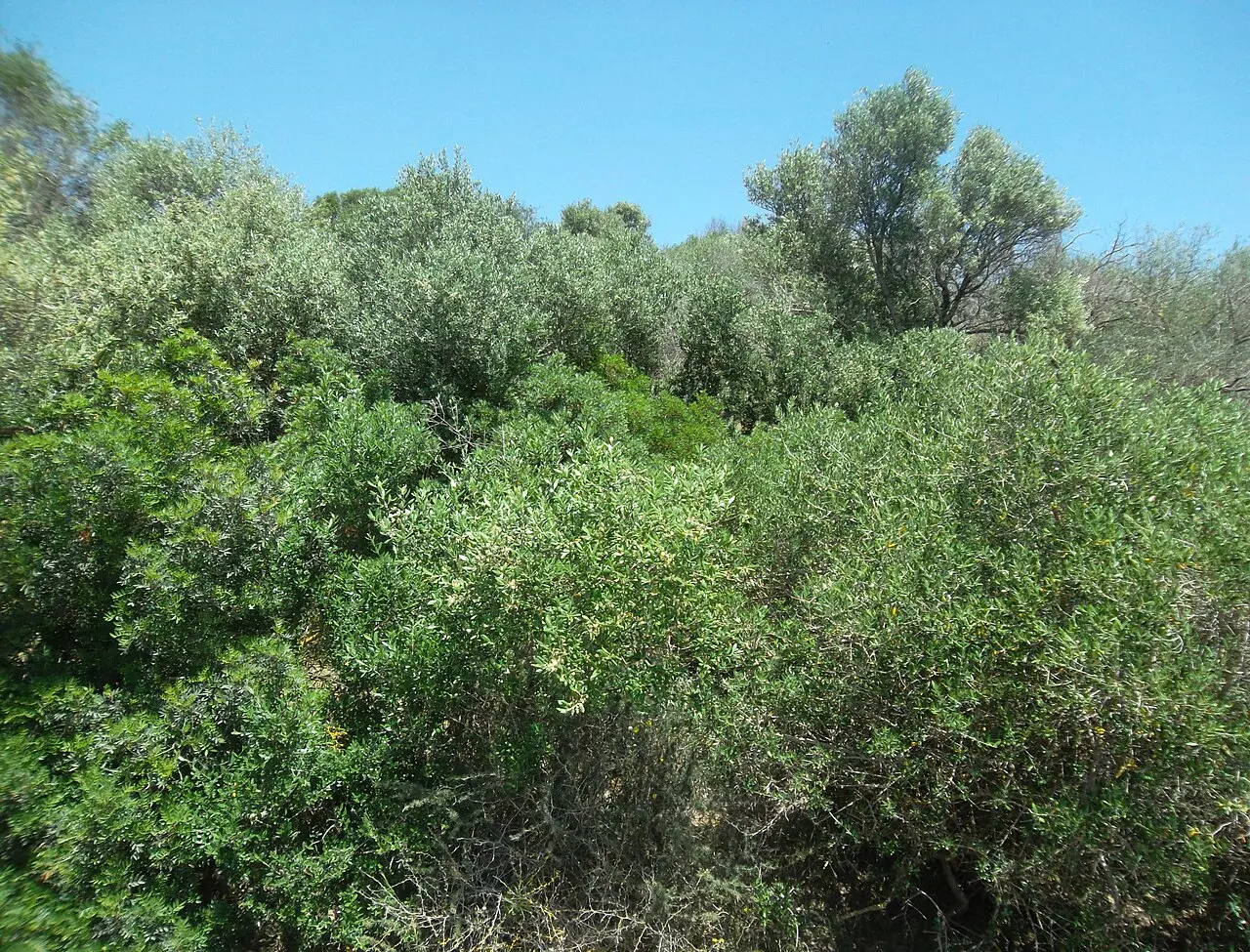 Ichkeul national park tunisia 14 — photo d’illustration (forêts et faune)