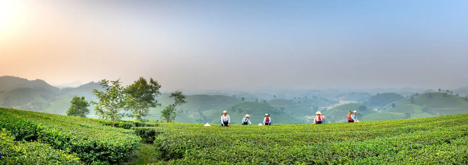 Groupe de cultivateurs récoltant dans une plantation de thé vallonnée — photo d’illustration (banque d’images)