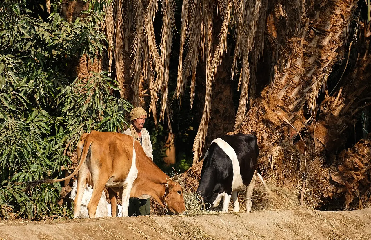 Rancher with cattle in the palm grove (52767199076) — photo d’illustration (élevage)