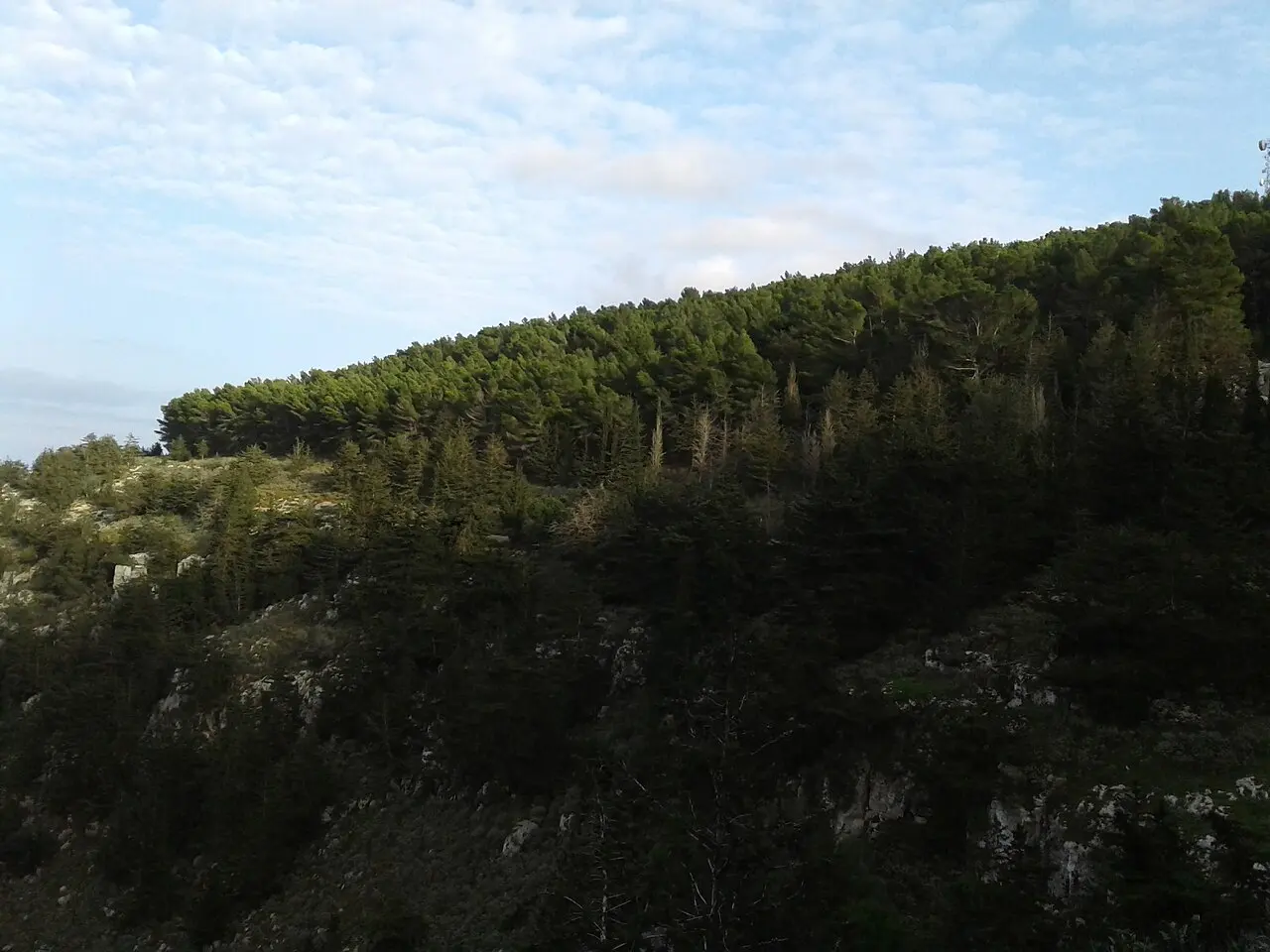Forest Libya — photo d’illustration (forêts et faune)