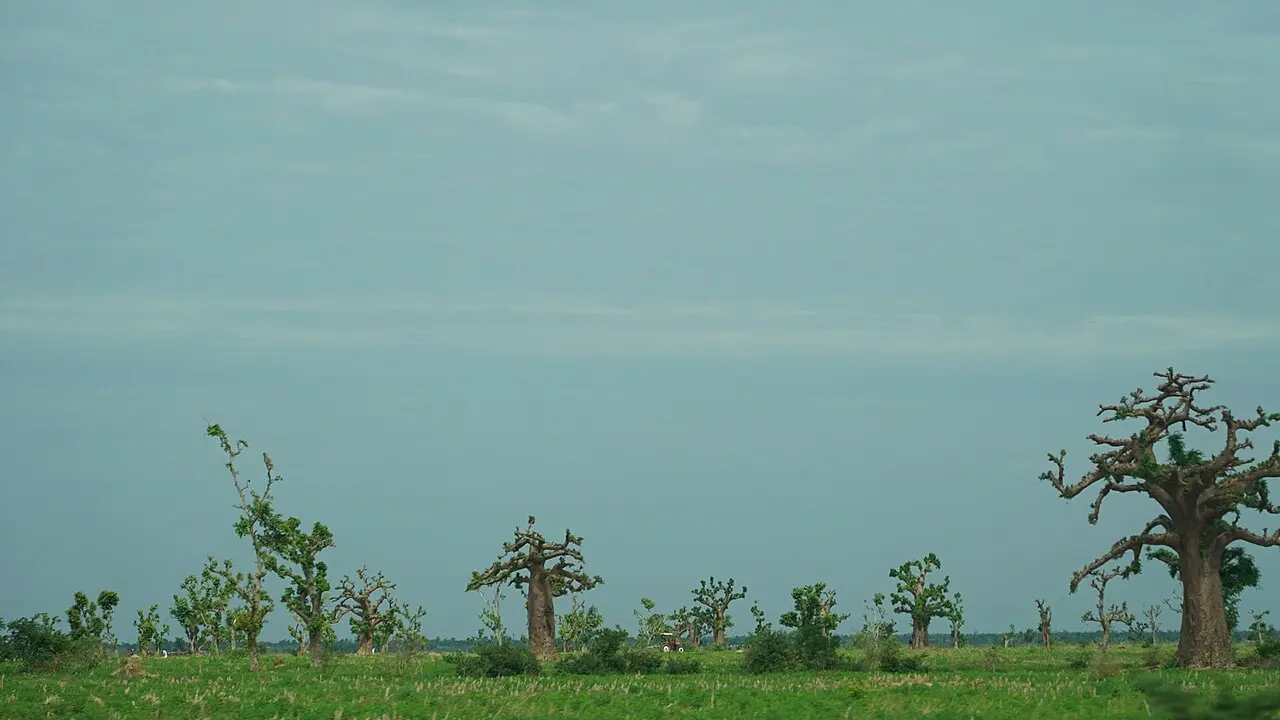 Farmland Farmers Tractor Growing Trees Adamawa State Nigeria — photo d’illustration (agriculture)