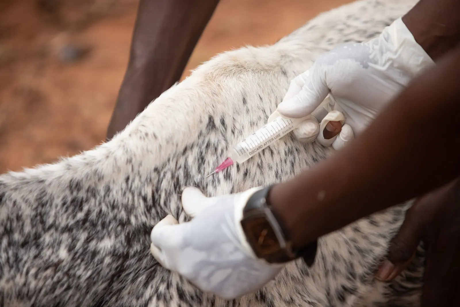 Vétérinaire injectant un animal lors d’un contrôle sanitaire extérieur — photo d’illustration (banque d’images)