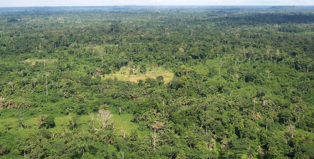Liberia tropical forest — photo d’illustration (forêts et faune)