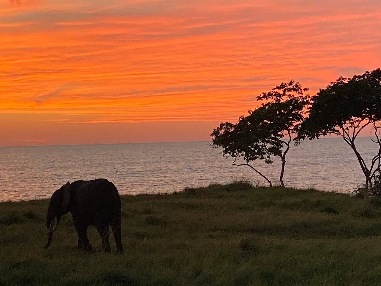 Gabon country of forest elephants - L'éléphant de forêt d'Afrique — photo d’illustration (forêts et faune)