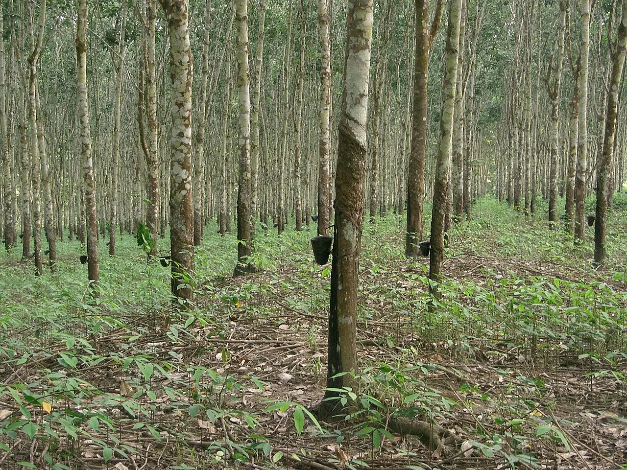 Mauritius to authorise rubber speed humps
