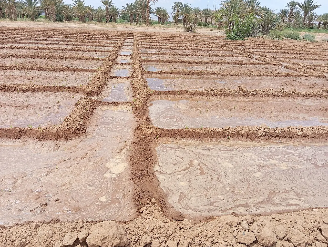 Irrigation in Morocco — photo d’illustration (agriculture)