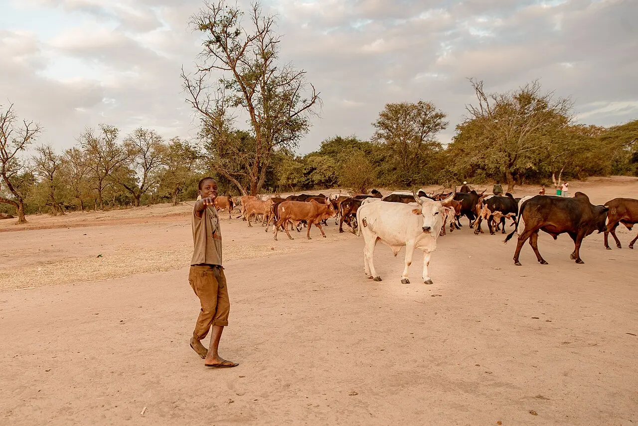 Domestic Livestock keeping Tanzania — photo d’illustration (élevage)