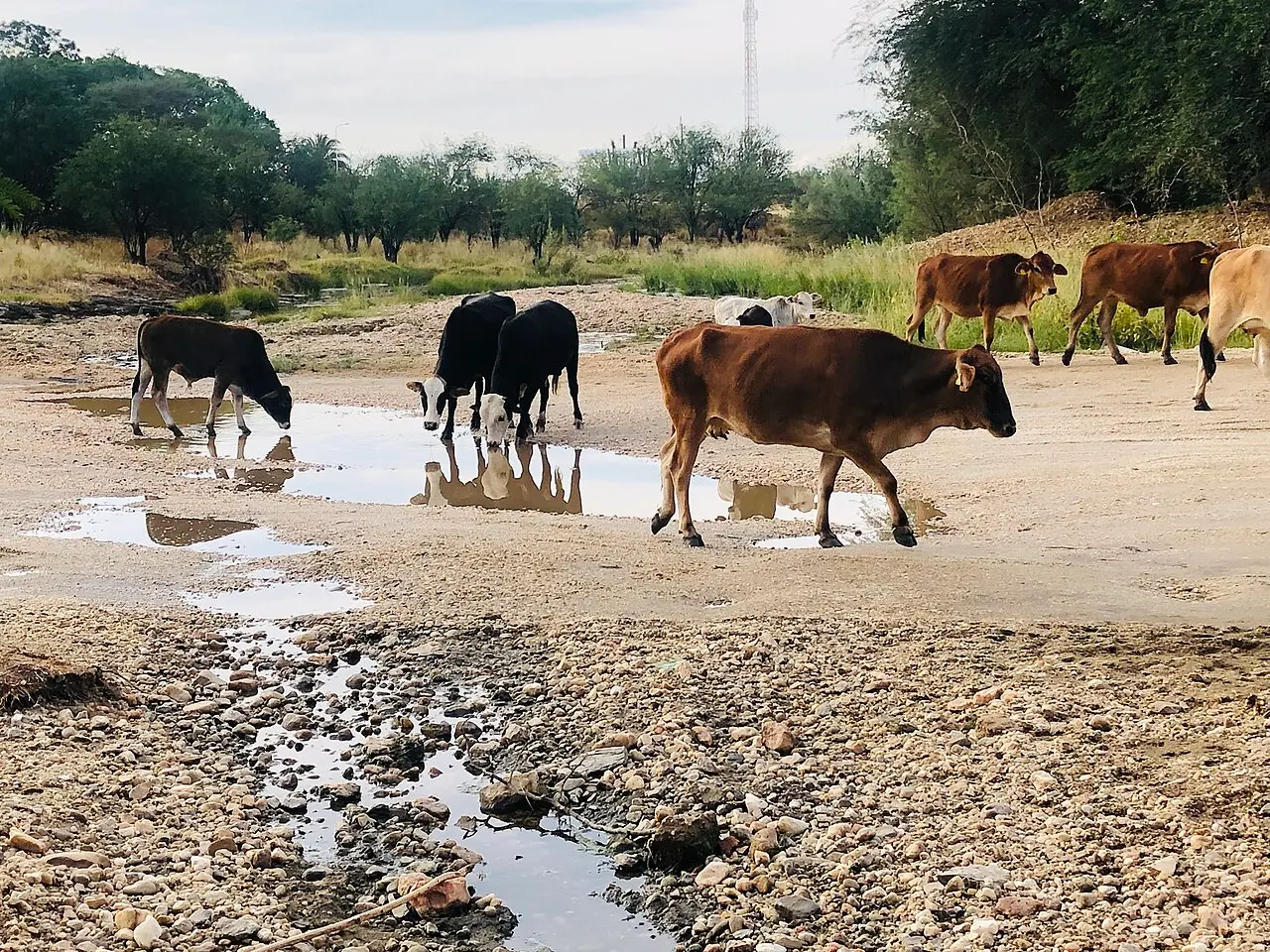 Livestock over crossing over rain water at Brankwater outskirt of Windhoek — photo d’illustration (élevage)