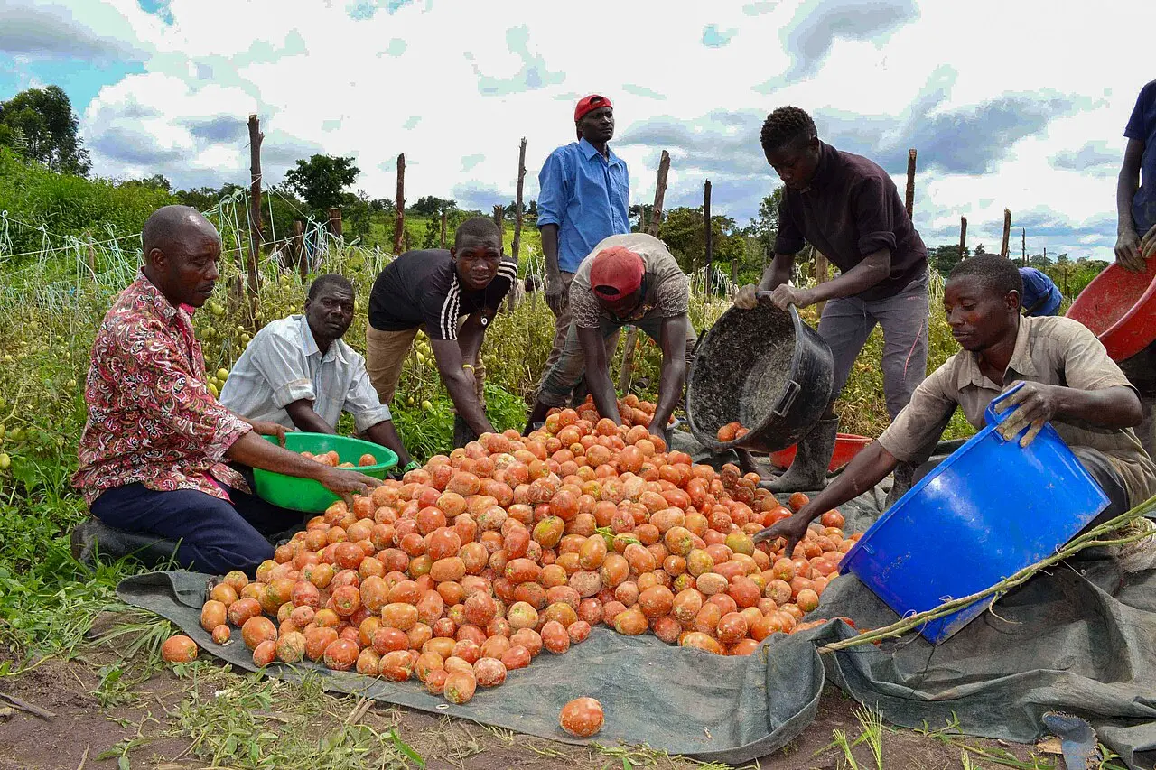 Farmers harvesting tomatoes — photo d’illustration (agriculture)