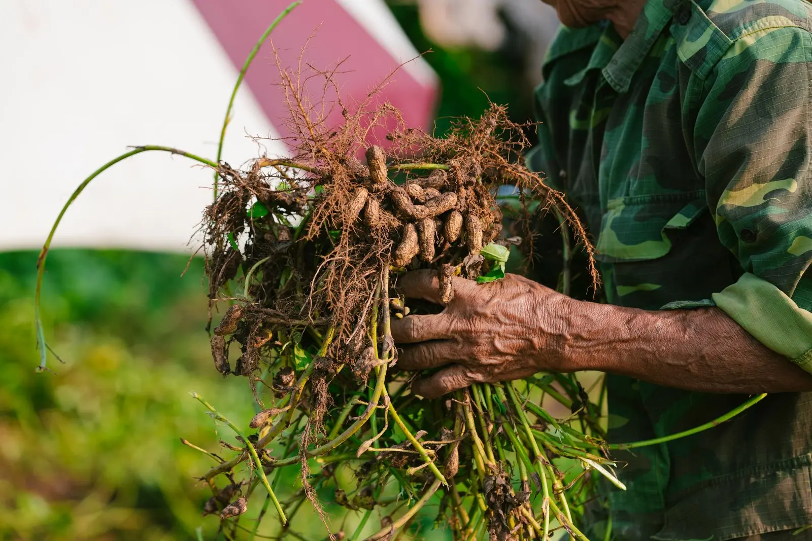 Mains d’un agriculteur tenant du gingembre fraîchement récolté — photo d’illustration (banque d’images)