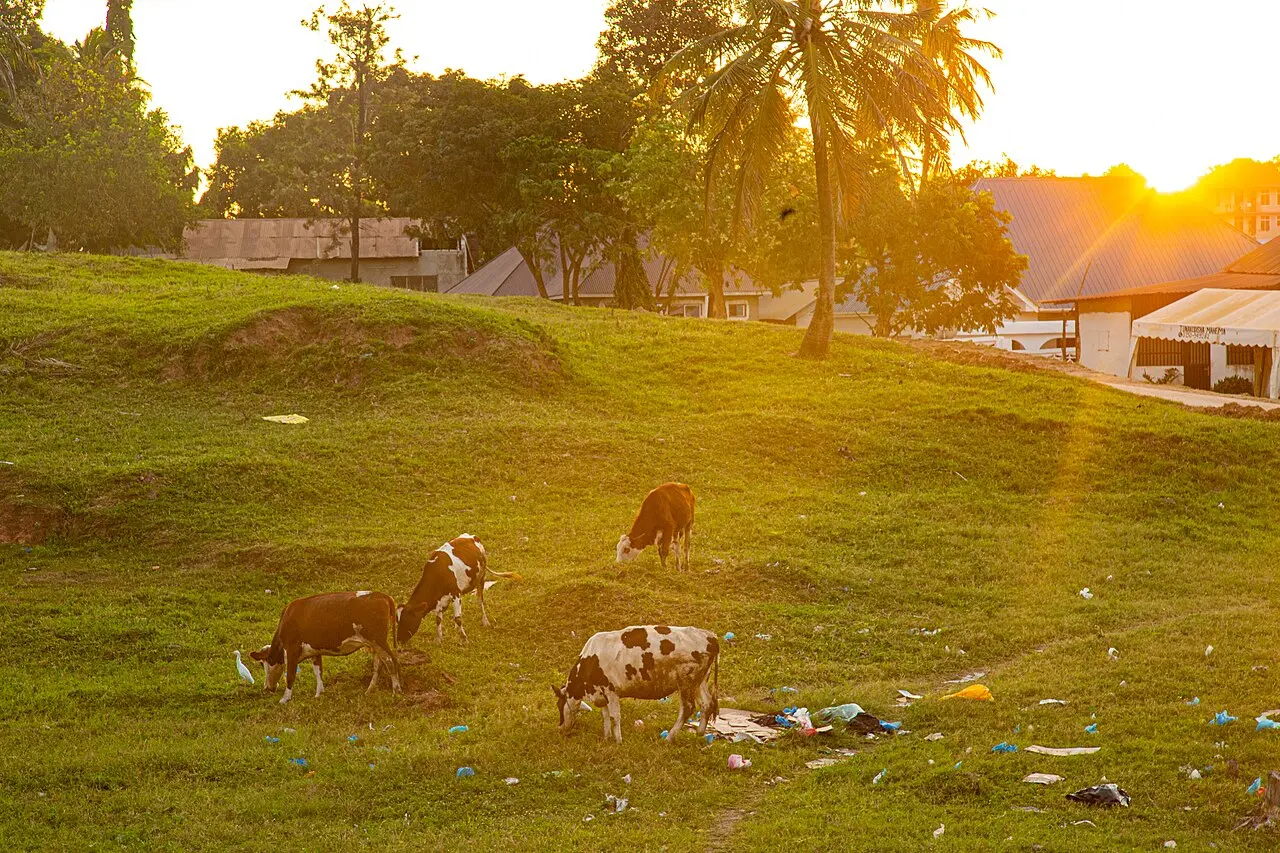 Livestock feeding in an harmful environment littered with wastes in rural Tanzania IZZD8420 — photo d’illustration (élevage)