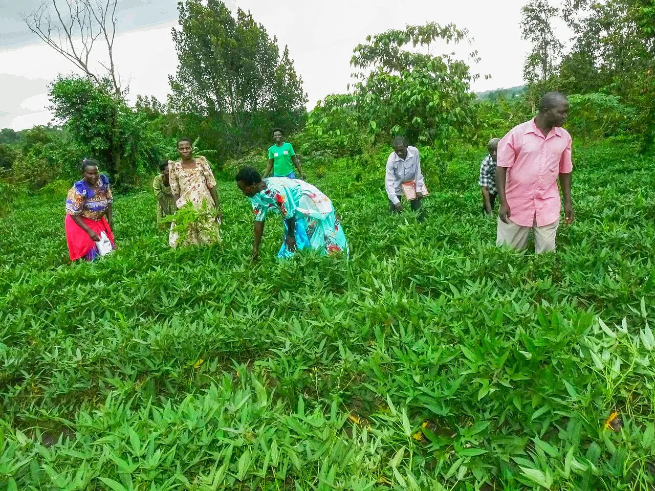 Farmers in a sweet potato garden — photo d’illustration (agriculture)