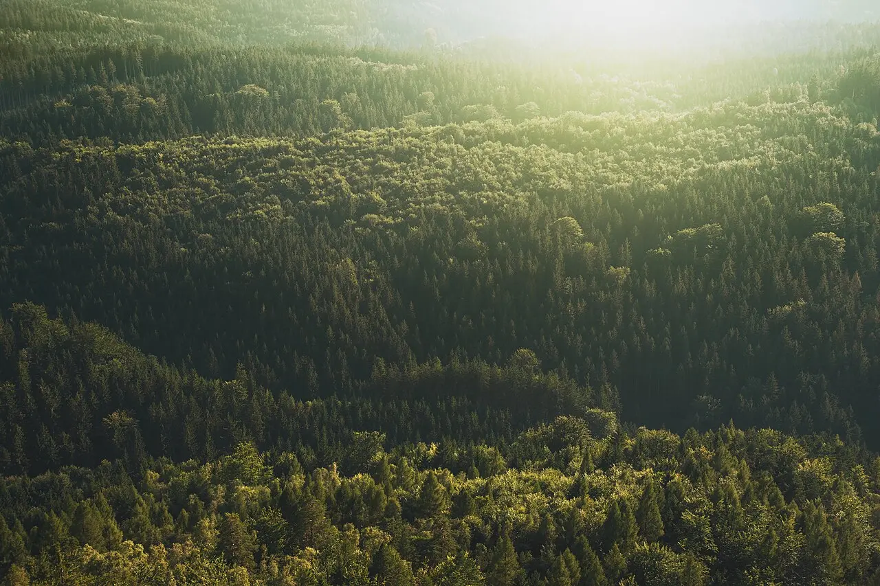 Forêt — illustration